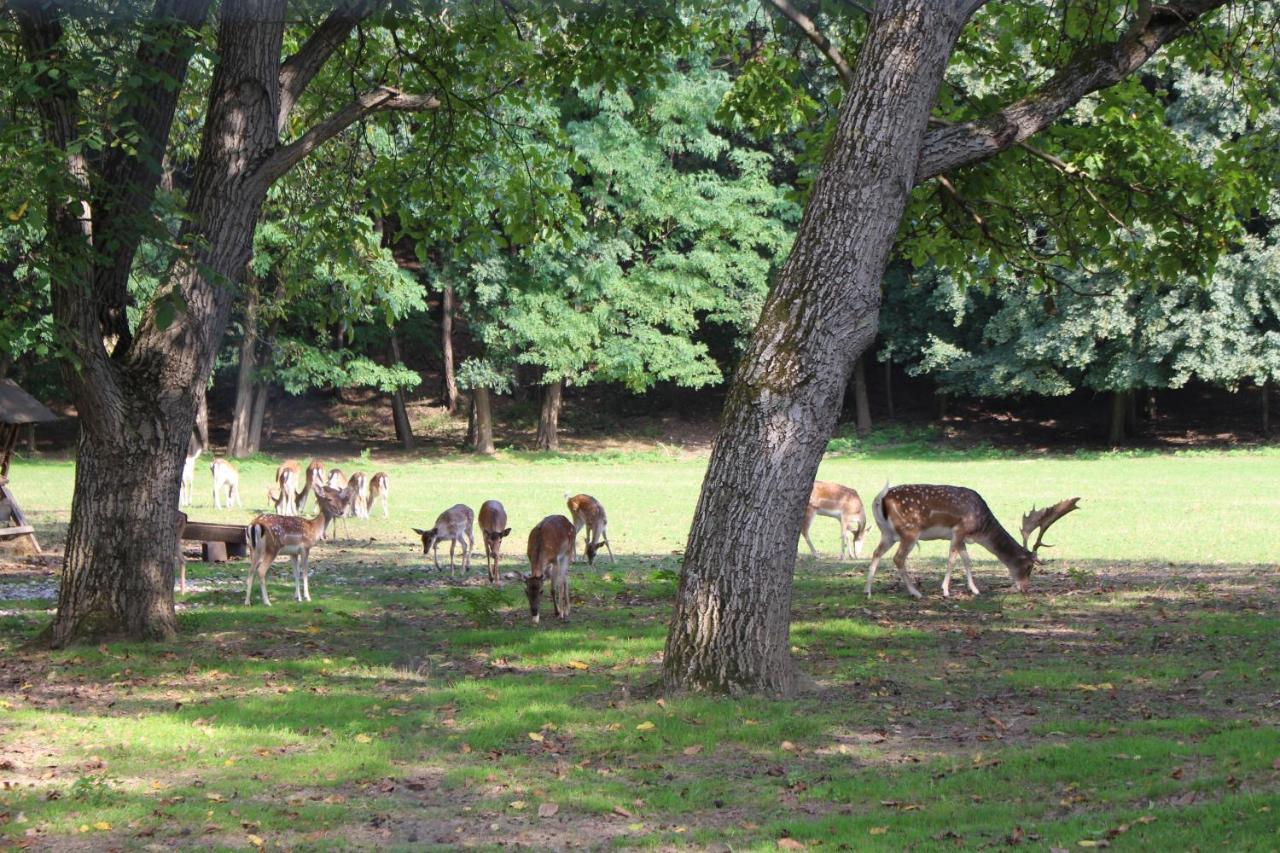 Loosdorf Ferienhaeuschen Gruberヴィラ エクステリア 写真