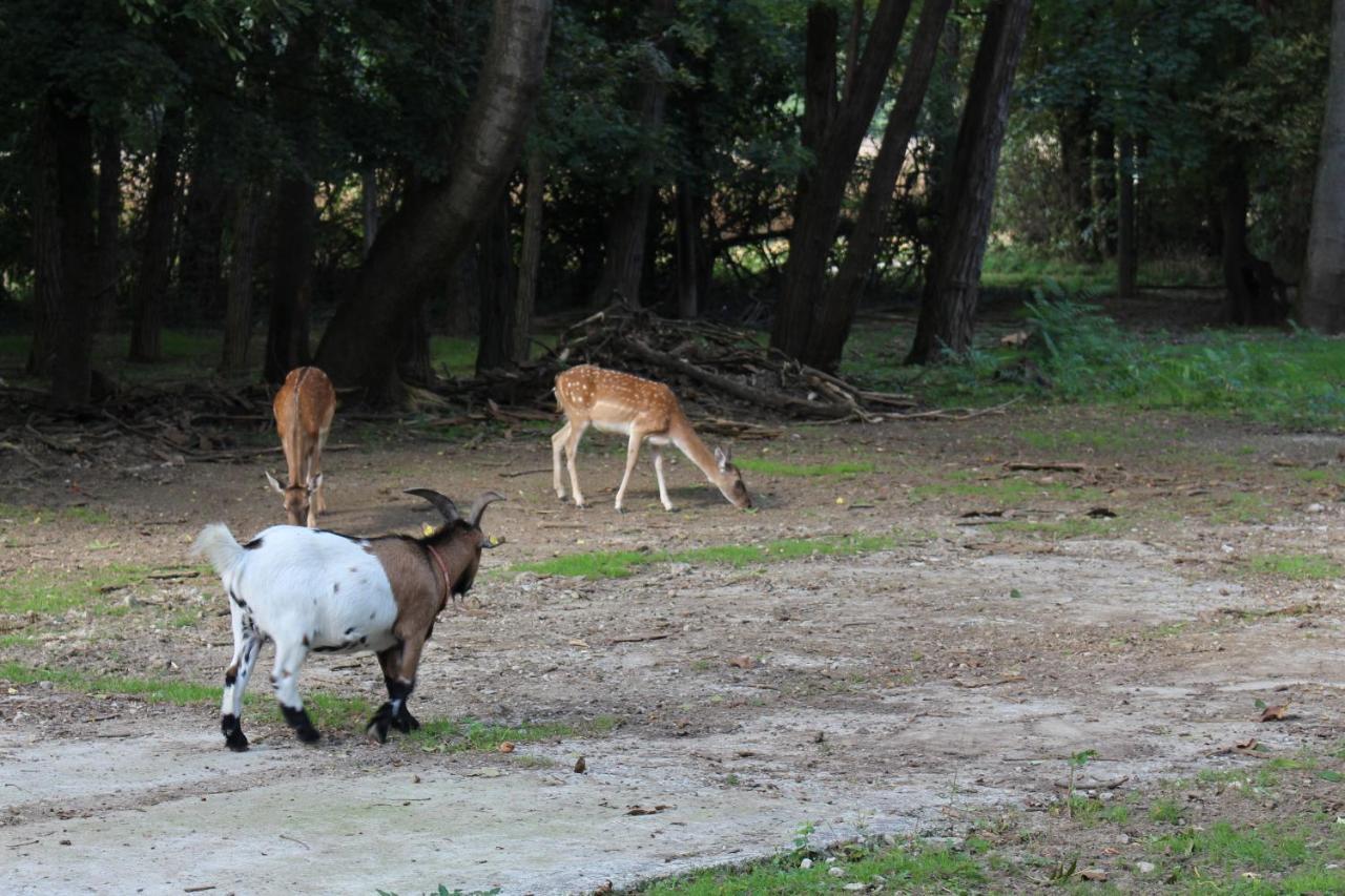 Loosdorf Ferienhaeuschen Gruberヴィラ エクステリア 写真